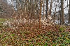 IMG08_Ahrbecker-Teich_20201220