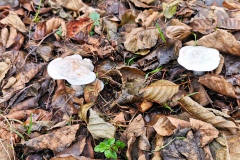 IMG10_Ahrbecker-Teich_20201220