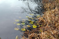 IMG20_Ahrbecker-Teich_20201220
