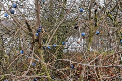 IMG25_Ahrbecker-Teich_20201220