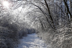 Ahrbecker-Teich-Januar-2021_2
