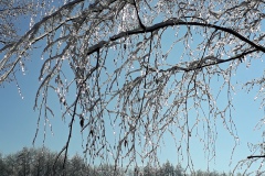 Ahrbecker-Teich-Januar-2021_3