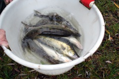 Fischbesatz_09.12.2020_03