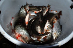 Fischbesatz_09.12.2020_04