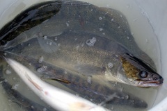 Fischbesatz_09.12.2020_05