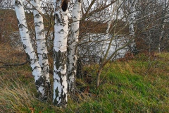 IMG03_Lohmeierteich_20201221
