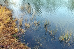 IMG05_Lohmeierteich_20201221