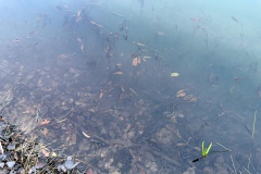 IMG07_Lohmeierteich_20201221