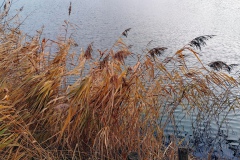 IMG08_Lohmeierteich_20201221